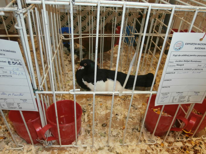 PB280526 - S-Album 2 Expozitie Nationala a Romaniei Suceava 2014