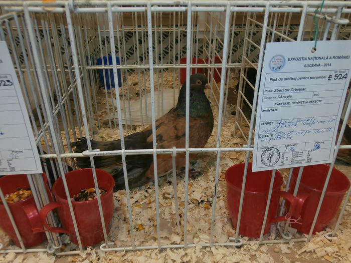 PB280527 - S-Album 2 Expozitie Nationala a Romaniei Suceava 2014