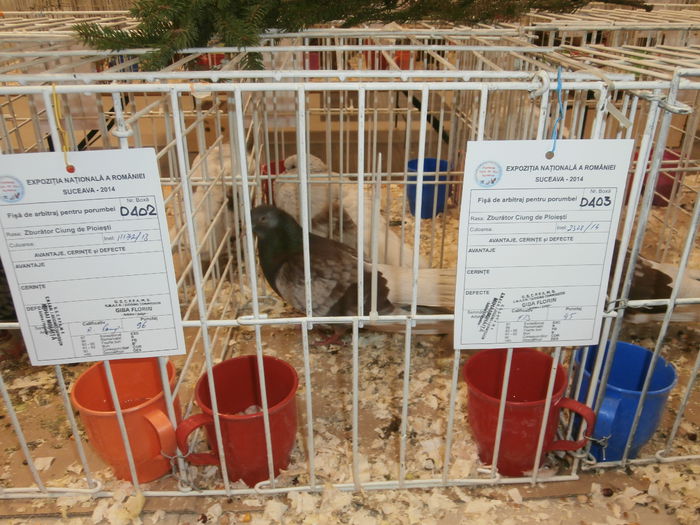 PB280528 - S-Album 2 Expozitie Nationala a Romaniei Suceava 2014