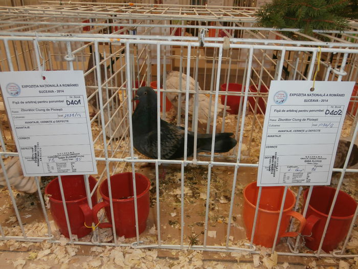 PB280529 - S-Album 2 Expozitie Nationala a Romaniei Suceava 2014