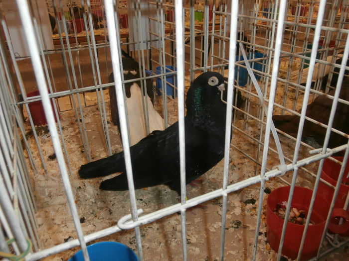 PB280546 - S-Album 2 Expozitie Nationala a Romaniei Suceava 2014