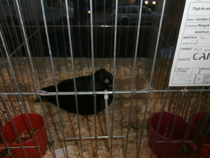 PB280547 - S-Album 2 Expozitie Nationala a Romaniei Suceava 2014