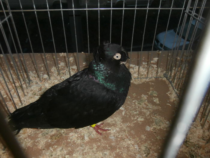 PB280548 - S-Album 2 Expozitie Nationala a Romaniei Suceava 2014