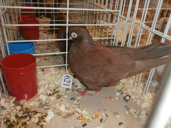 PB280549 - S-Album 2 Expozitie Nationala a Romaniei Suceava 2014