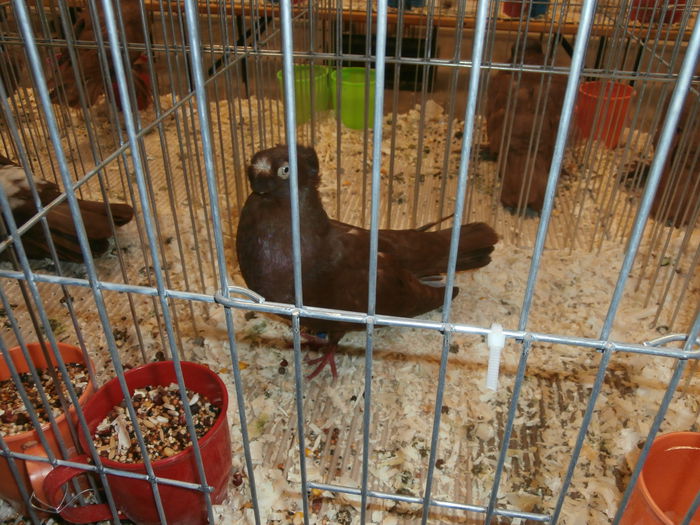 PB280551 - S-Album 2 Expozitie Nationala a Romaniei Suceava 2014