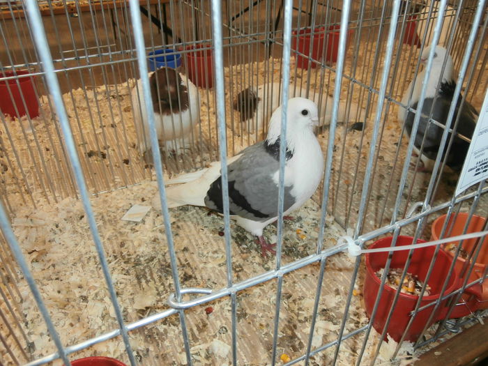 PB280555 - S-Album 2 Expozitie Nationala a Romaniei Suceava 2014