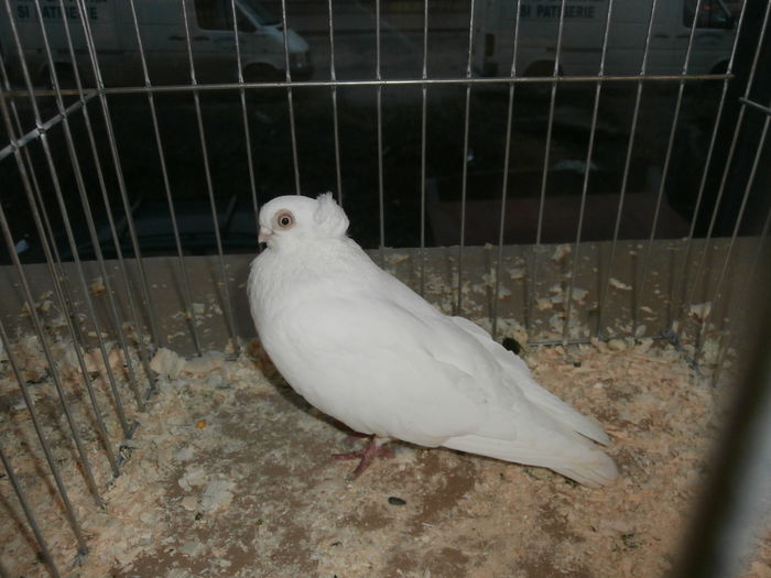 PB280558 - S-Album 2 Expozitie Nationala a Romaniei Suceava 2014