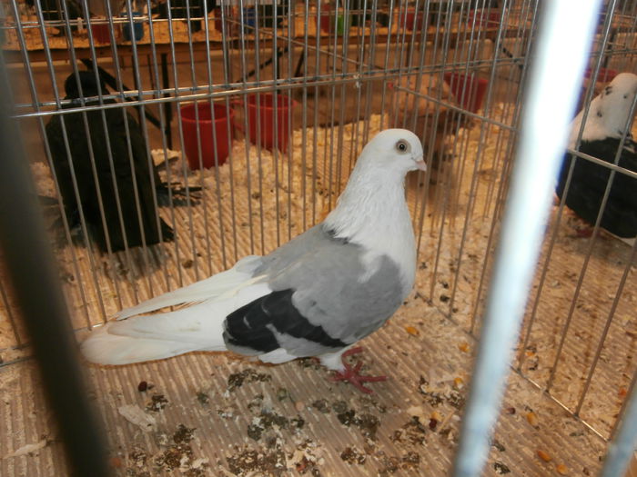 PB280559 - S-Album 2 Expozitie Nationala a Romaniei Suceava 2014