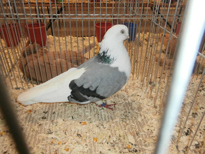 PB280560 - S-Album 2 Expozitie Nationala a Romaniei Suceava 2014