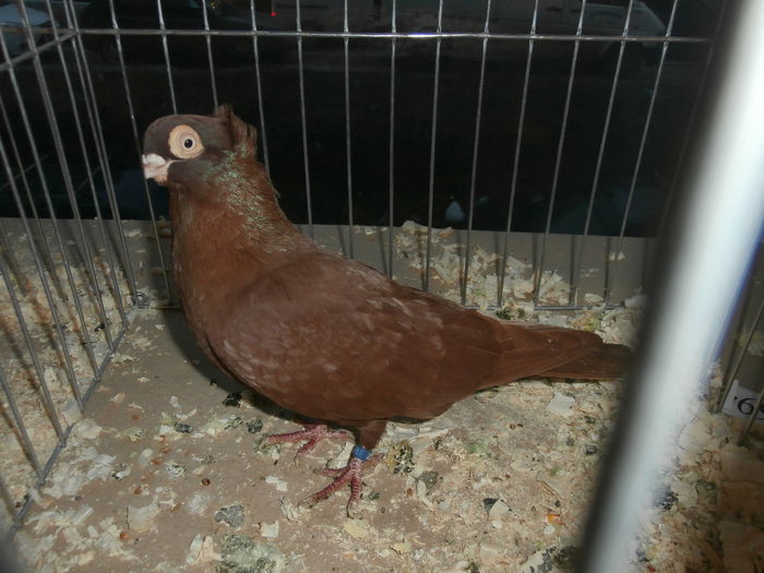 PB280561 - S-Album 2 Expozitie Nationala a Romaniei Suceava 2014