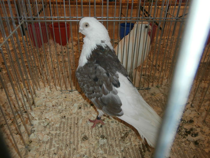 PB280562 - S-Album 2 Expozitie Nationala a Romaniei Suceava 2014