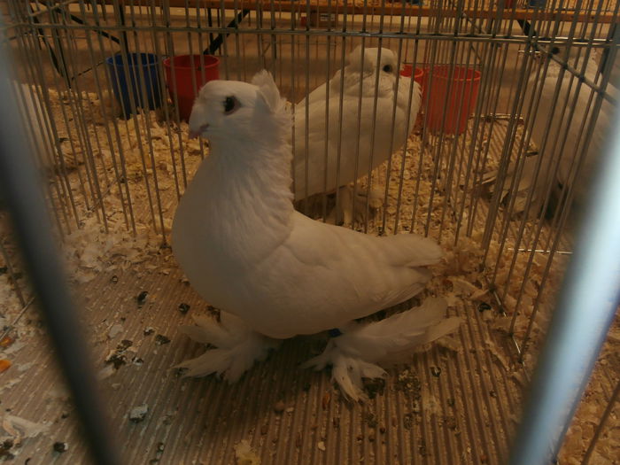 PB280563 - S-Album 2 Expozitie Nationala a Romaniei Suceava 2014