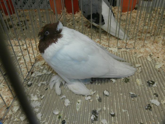 PB280566 - S-Album 2 Expozitie Nationala a Romaniei Suceava 2014