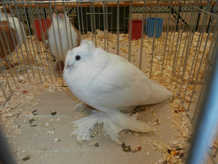 PB280568 - S-Album 2 Expozitie Nationala a Romaniei Suceava 2014