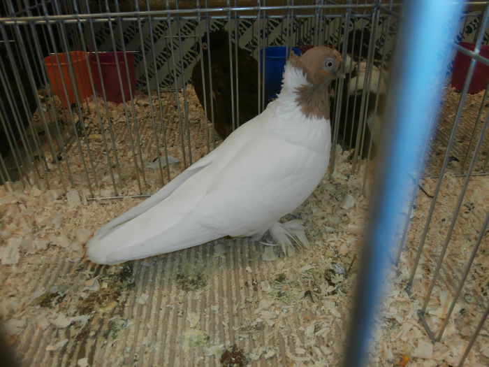 PB280569 - S-Album 2 Expozitie Nationala a Romaniei Suceava 2014