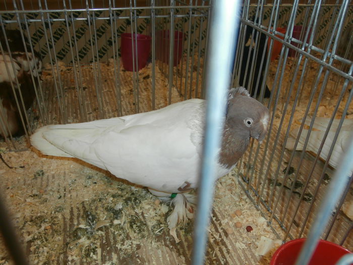 PB280570 - S-Album 2 Expozitie Nationala a Romaniei Suceava 2014