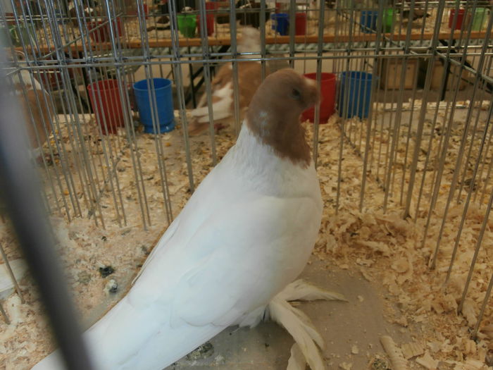 PB280571 - S-Album 2 Expozitie Nationala a Romaniei Suceava 2014