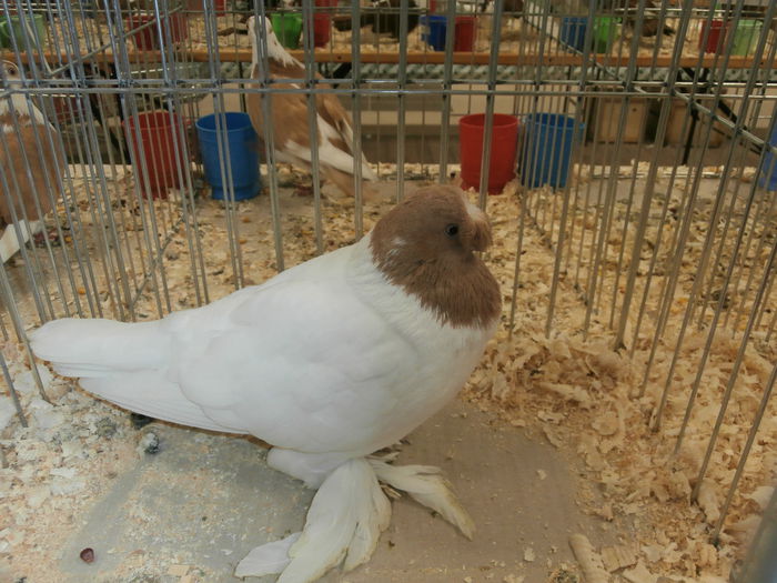 PB280572 - S-Album 2 Expozitie Nationala a Romaniei Suceava 2014