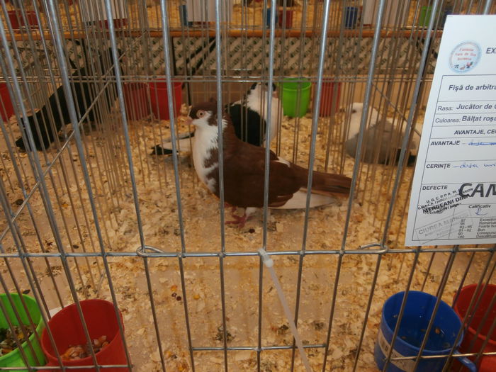 PB280574 - S-Album 2 Expozitie Nationala a Romaniei Suceava 2014