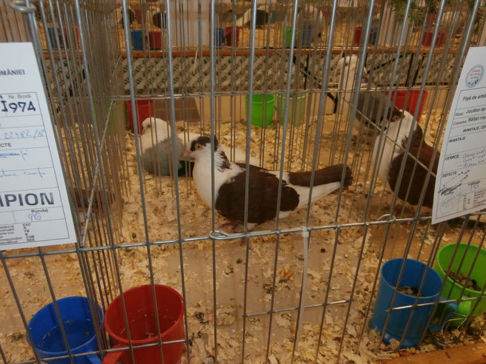 PB280575 - S-Album 2 Expozitie Nationala a Romaniei Suceava 2014