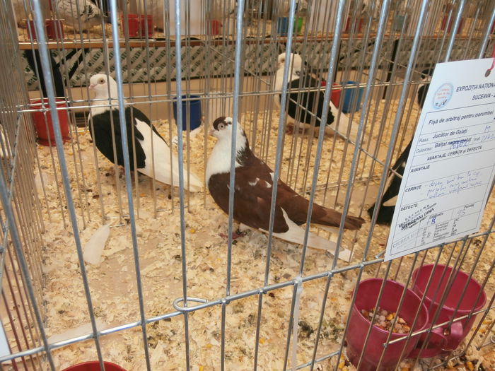 PB280577 - S-Album 2 Expozitie Nationala a Romaniei Suceava 2014