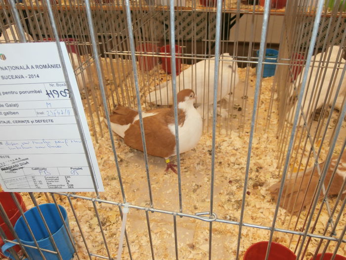 PB280578 - S-Album 2 Expozitie Nationala a Romaniei Suceava 2014