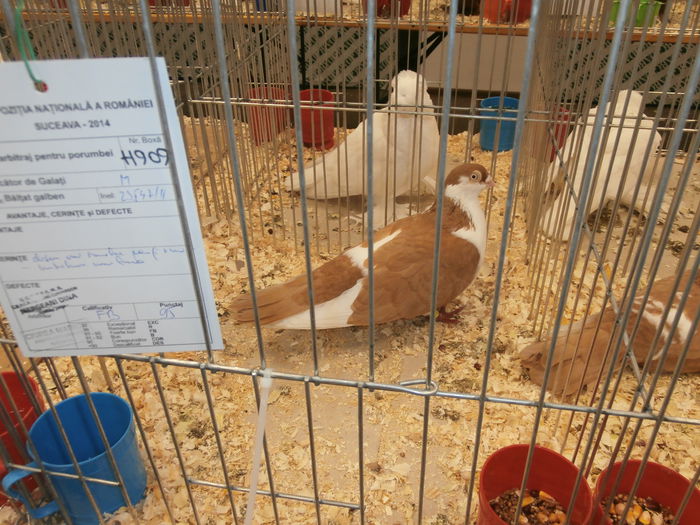 PB280579 - S-Album 2 Expozitie Nationala a Romaniei Suceava 2014