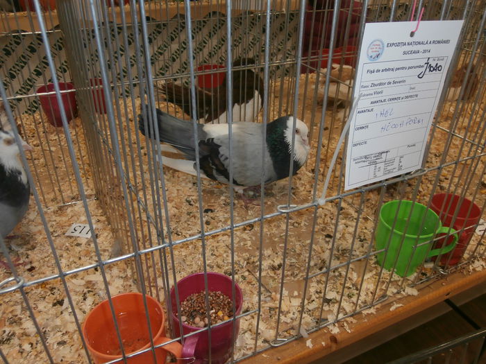 PB280581 - S-Album 2 Expozitie Nationala a Romaniei Suceava 2014