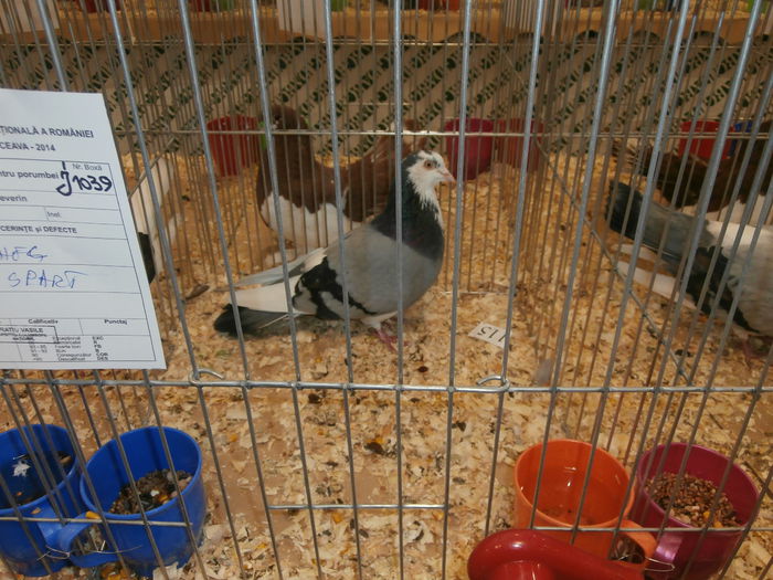 PB280582 - S-Album 2 Expozitie Nationala a Romaniei Suceava 2014