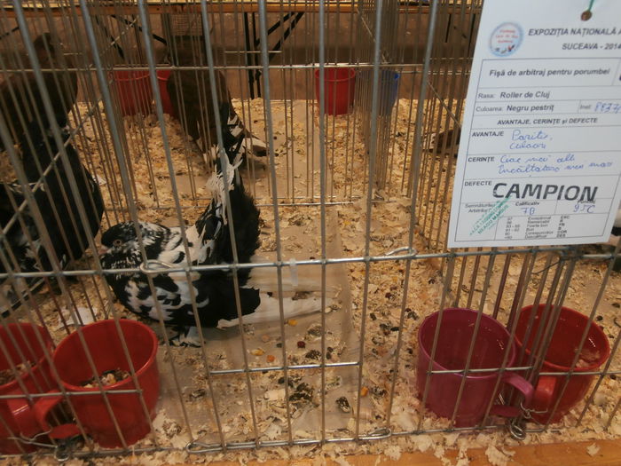 PB280584 - S-Album 2 Expozitie Nationala a Romaniei Suceava 2014