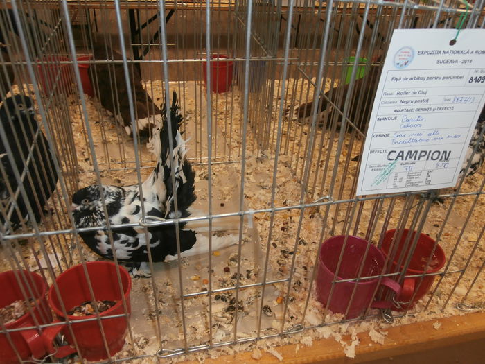 PB280585 - S-Album 2 Expozitie Nationala a Romaniei Suceava 2014