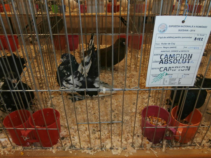 PB280586 - S-Album 2 Expozitie Nationala a Romaniei Suceava 2014