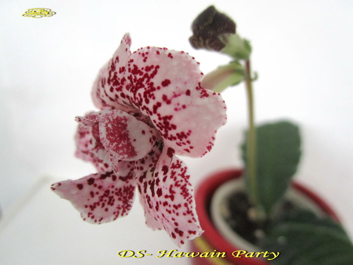 DS-Hawaian Party (29-XI-2014) - Streptocarpusi 2014