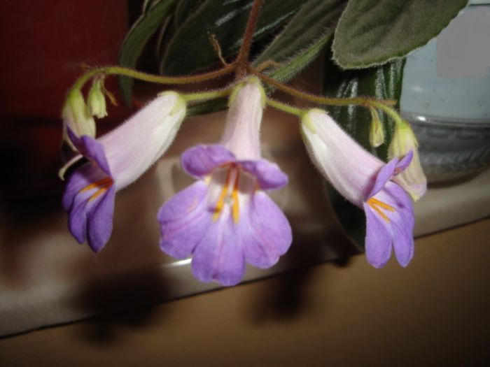 DSC04095 - violete chirite streptocarpusi