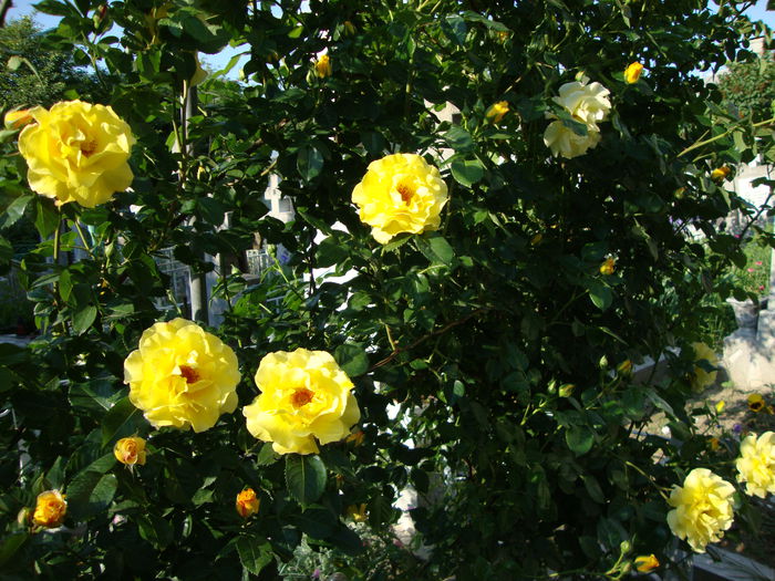 DSC08206