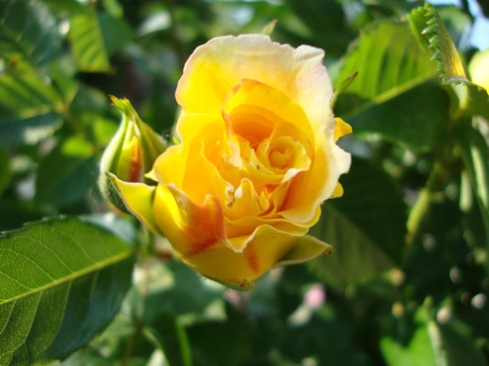 DSC08209
