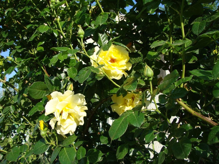 DSC08210