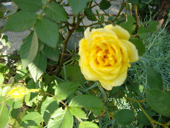 DSC08212