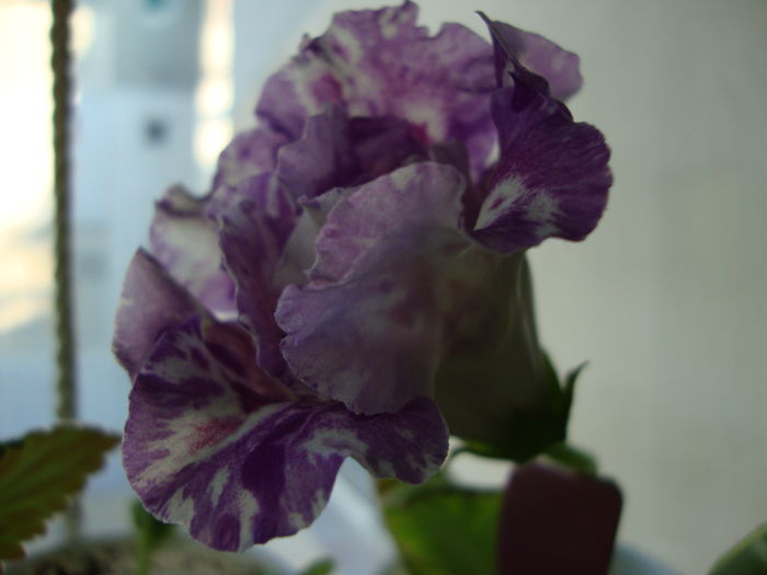 DSC08215