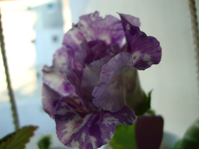 DSC08218