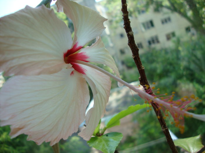 DSC08250