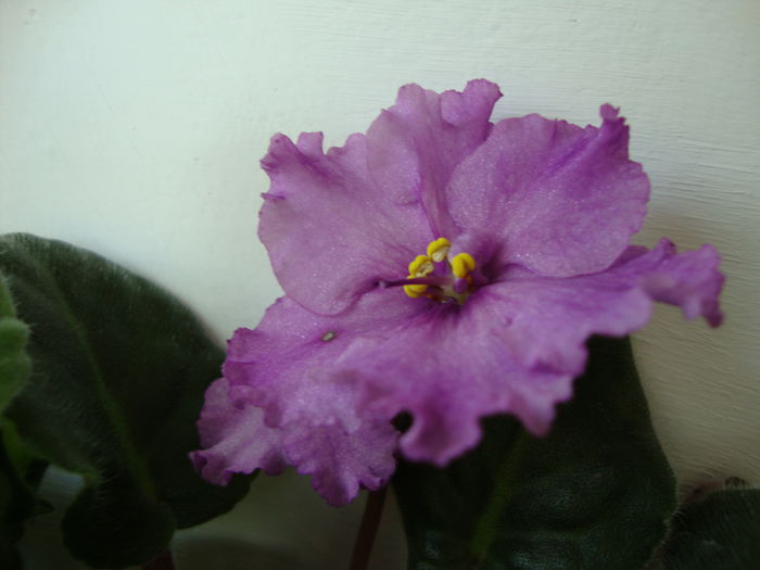 DSC08254