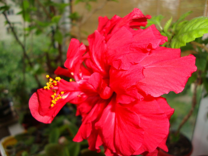 DSC08271 - 1R Album 2014