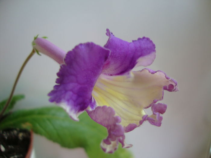 DSC08339 - 1R Album 2014
