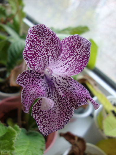 DSC08387 - 1R Album 2014