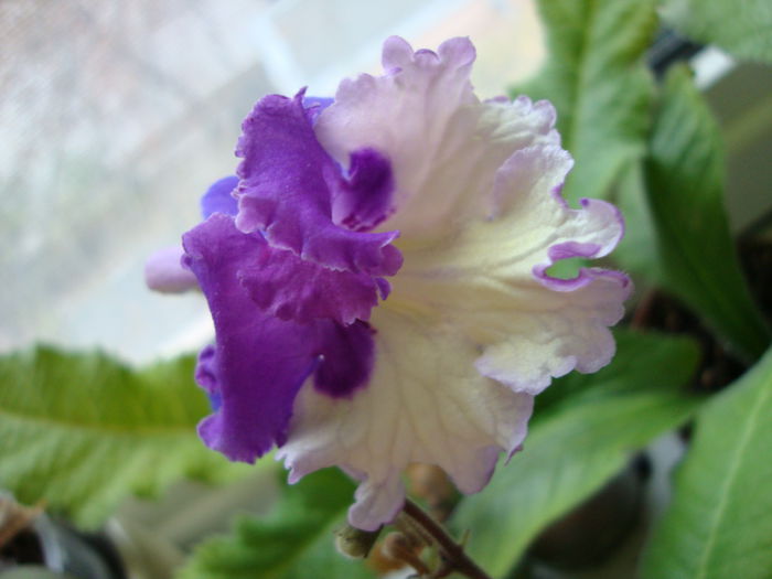 DSC08388 - 1R Album 2014