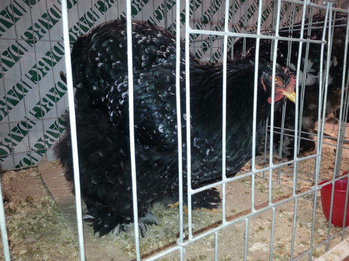 20141128_175317 - Expozitia Nationala Suceava Noiembrie 2014