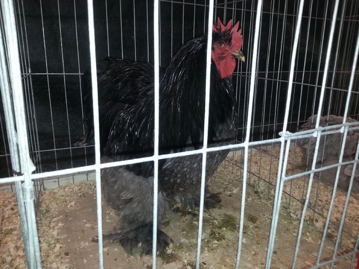 20141128_175159 - Expozitia Nationala Suceava Noiembrie 2014