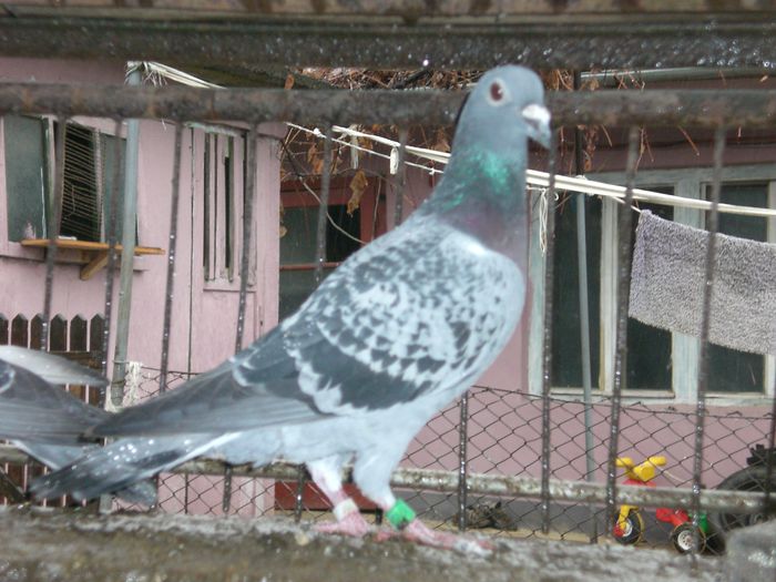 Super crack+ v.dick +v.d.pasch+ van loon janssen