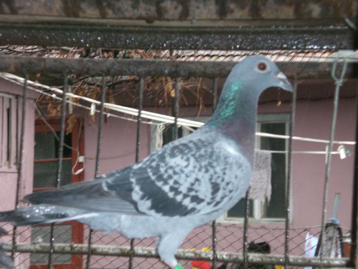 super crack +van dyck+ v.d. pasch van loon janssen